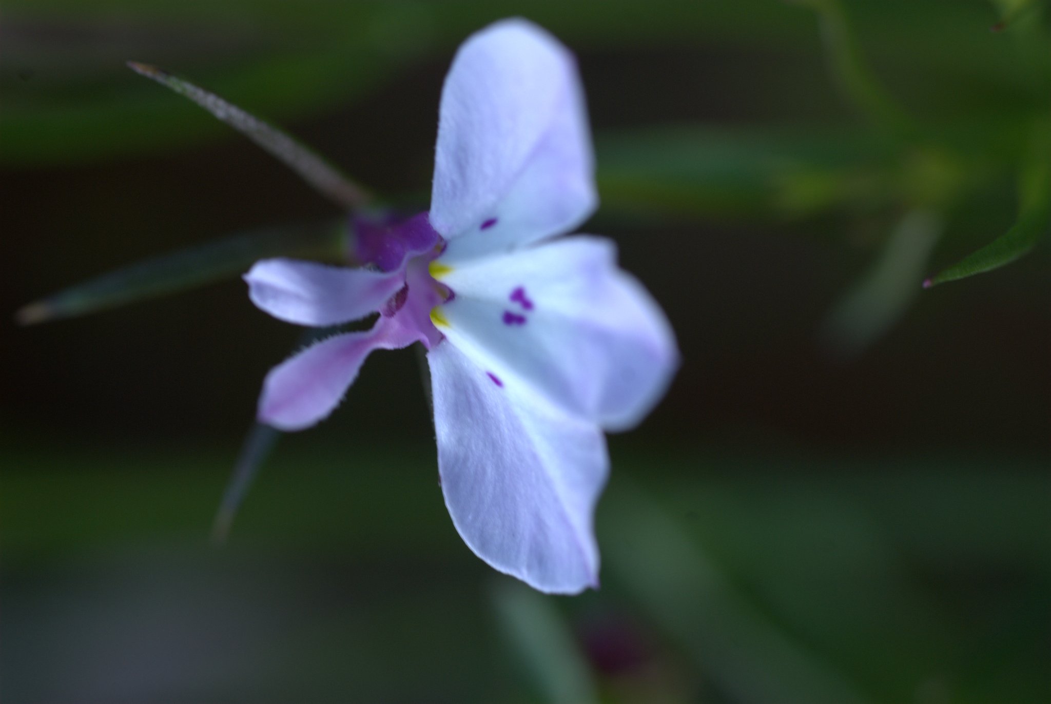 Delicate White Lobelia