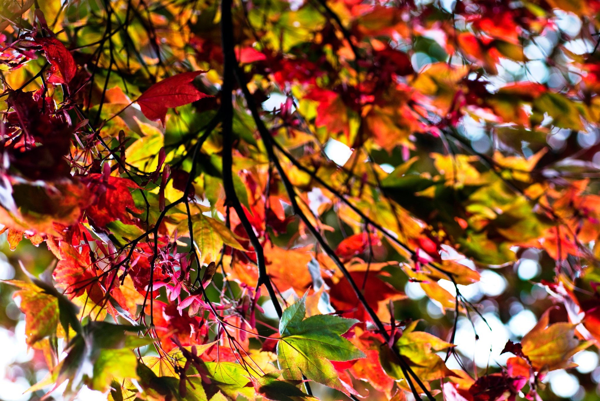 Vibrant Backlit Maple Leaves