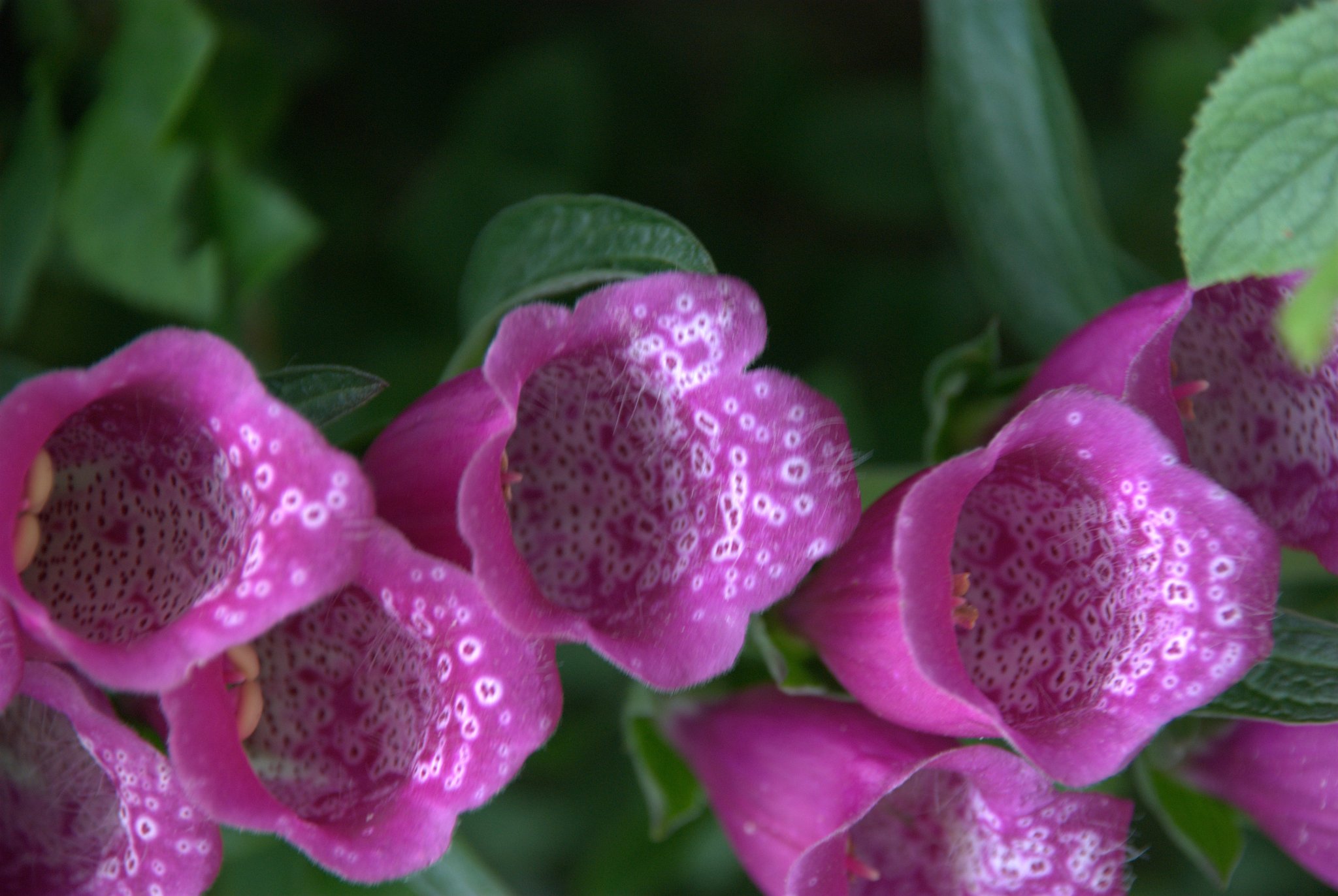 Foxglove Bells