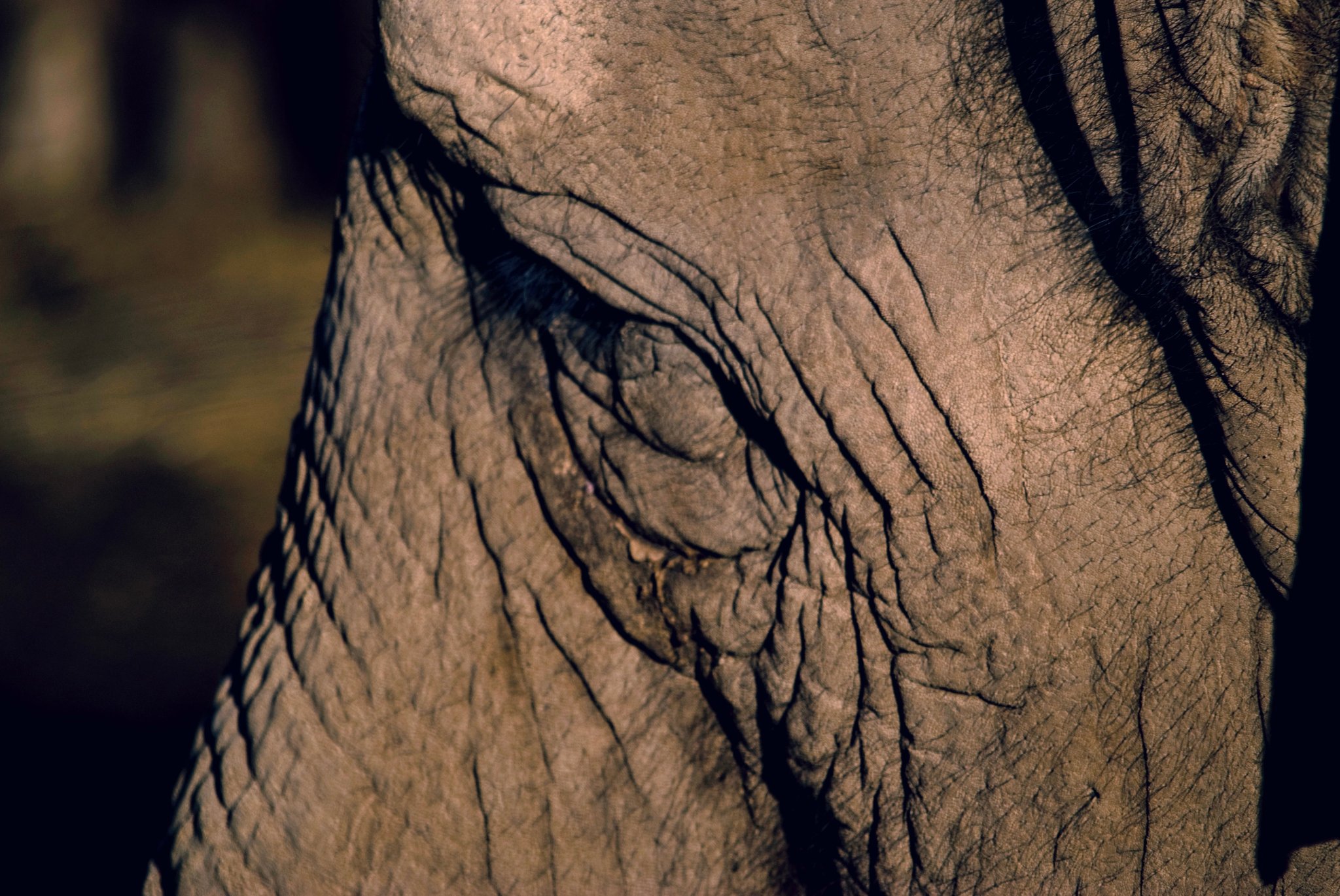 Elephant Eye