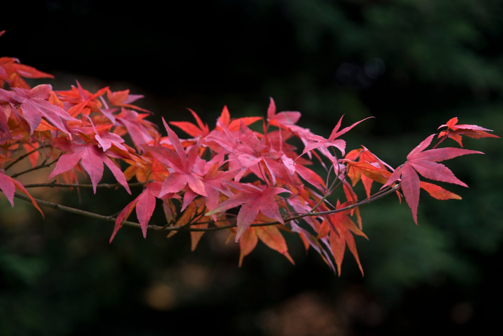 Red Maple Branch