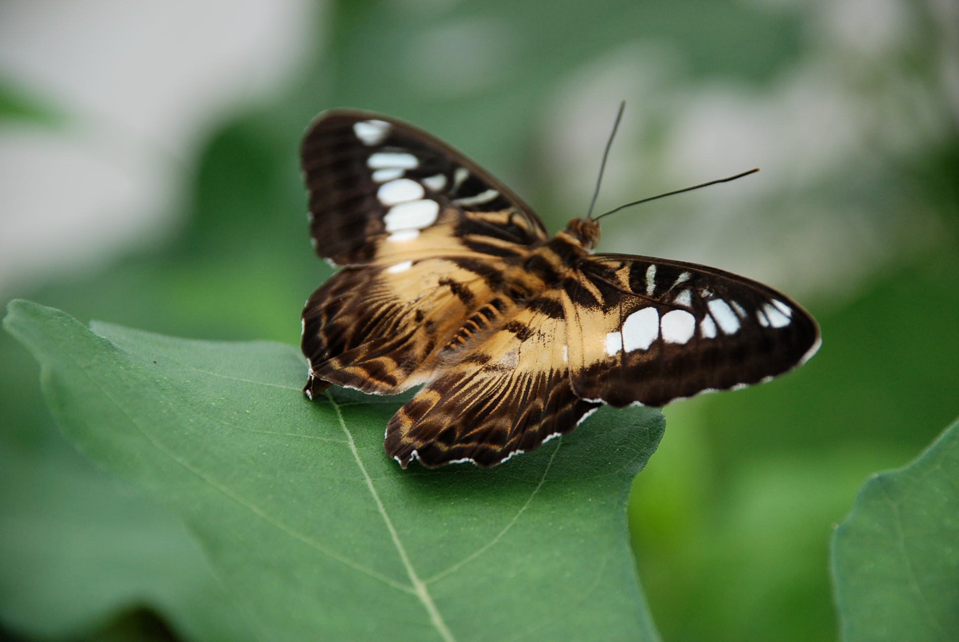 Clipper Butterfly Wings Open