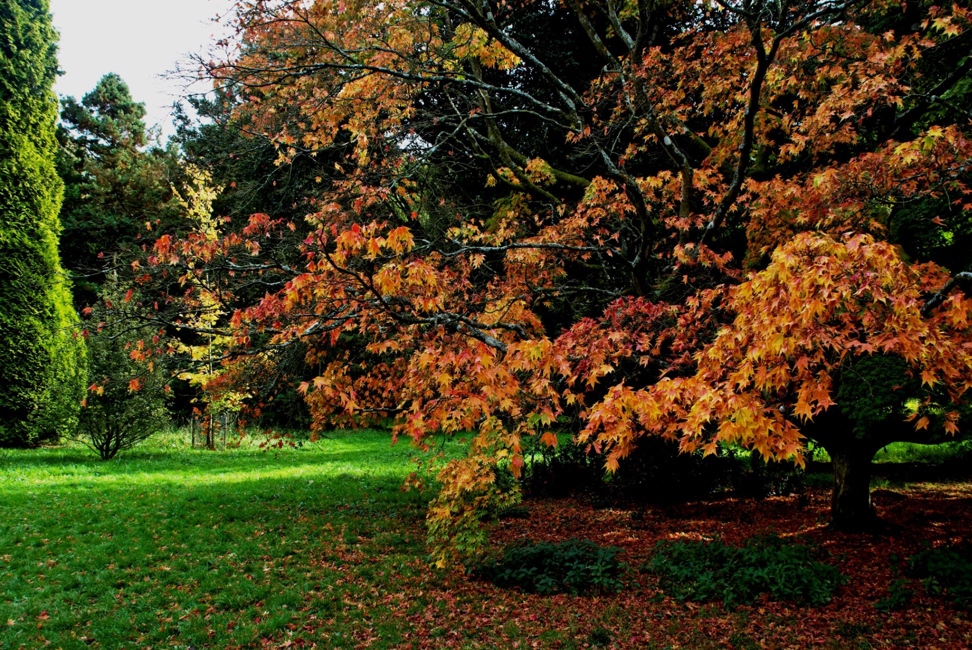 Spreading Autumn Maple