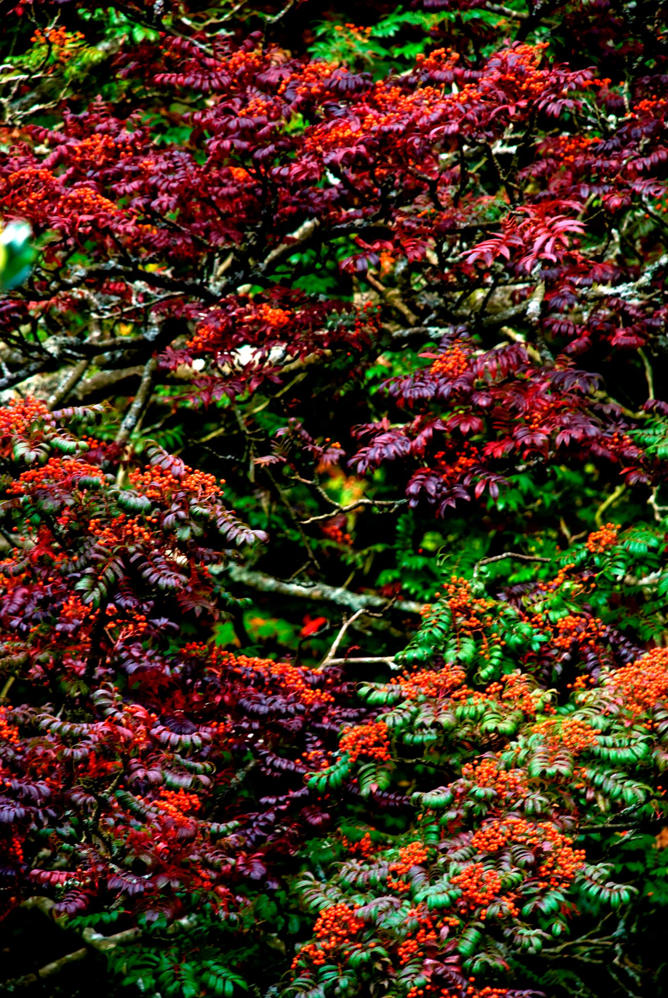 Turning Maple Leaves
