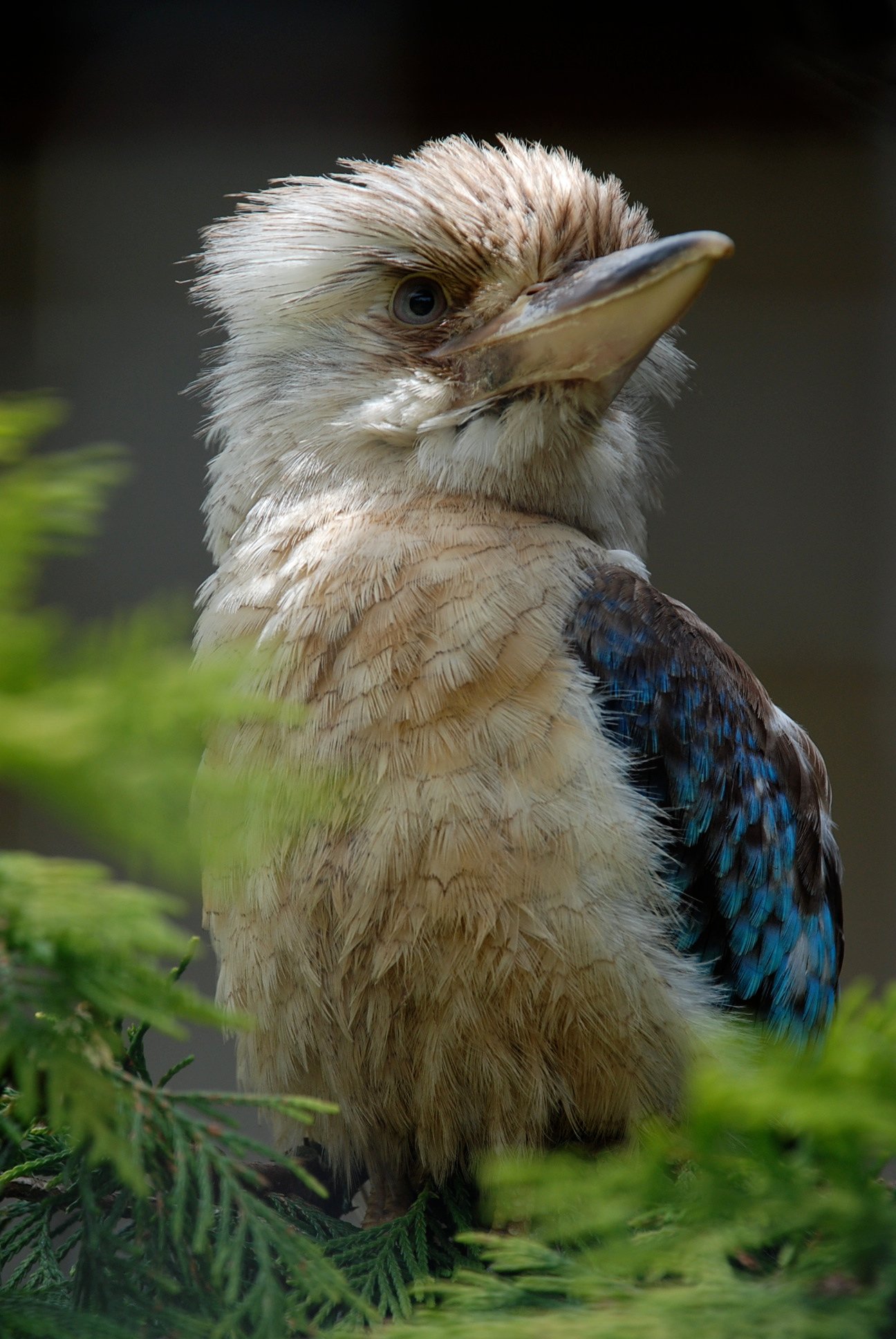 Kookaburra