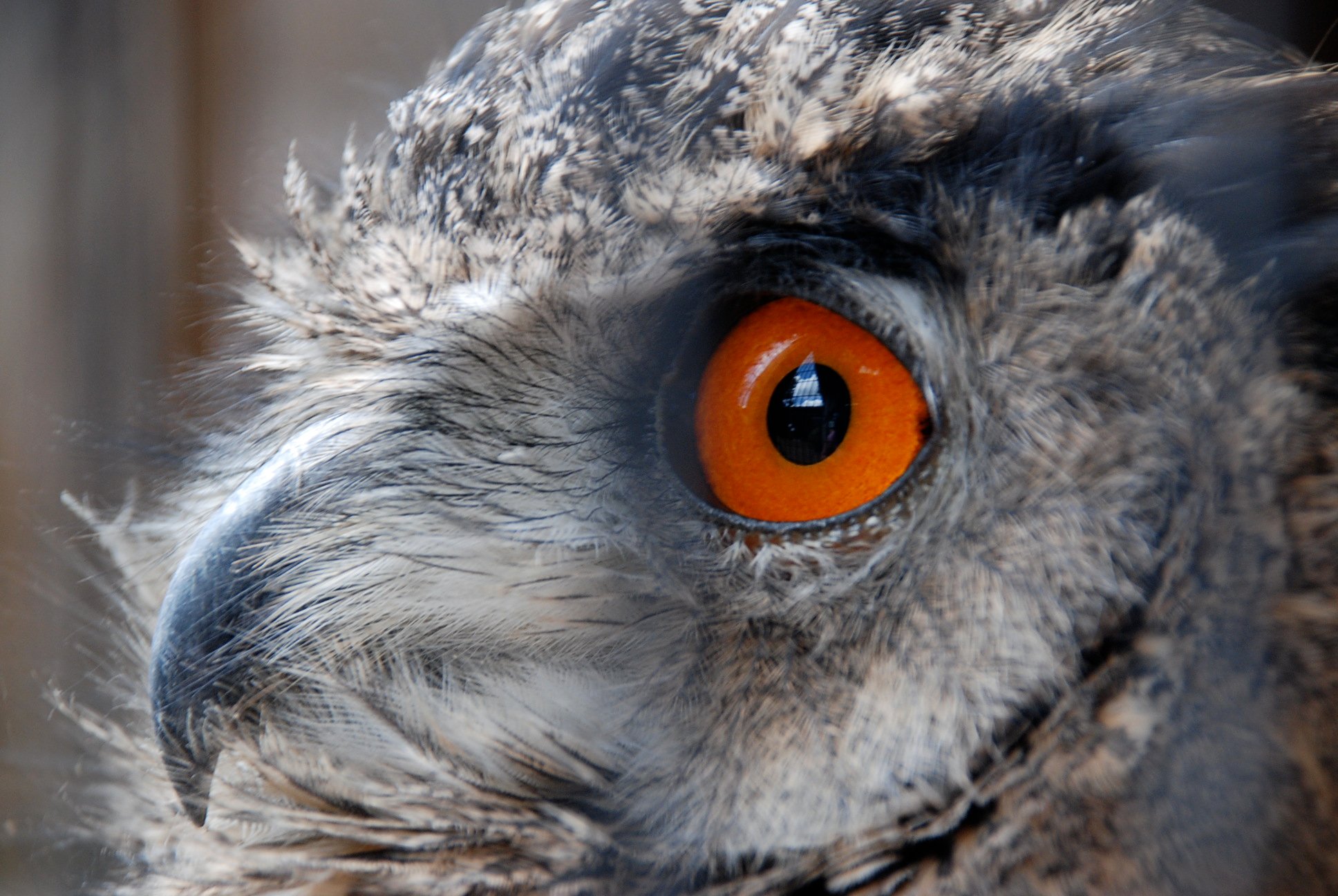 Eagle Owl