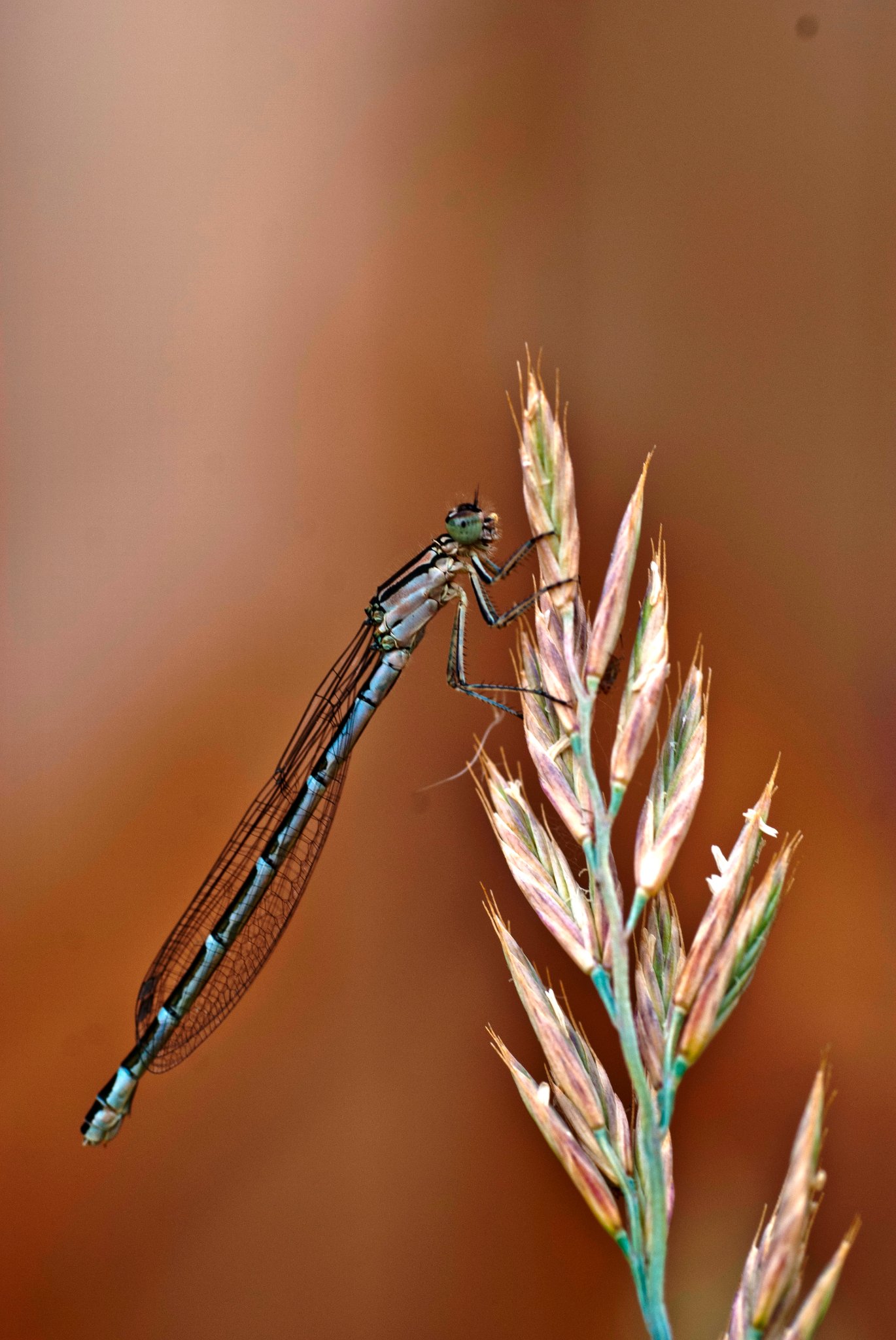 Blue Damselfly on Stem