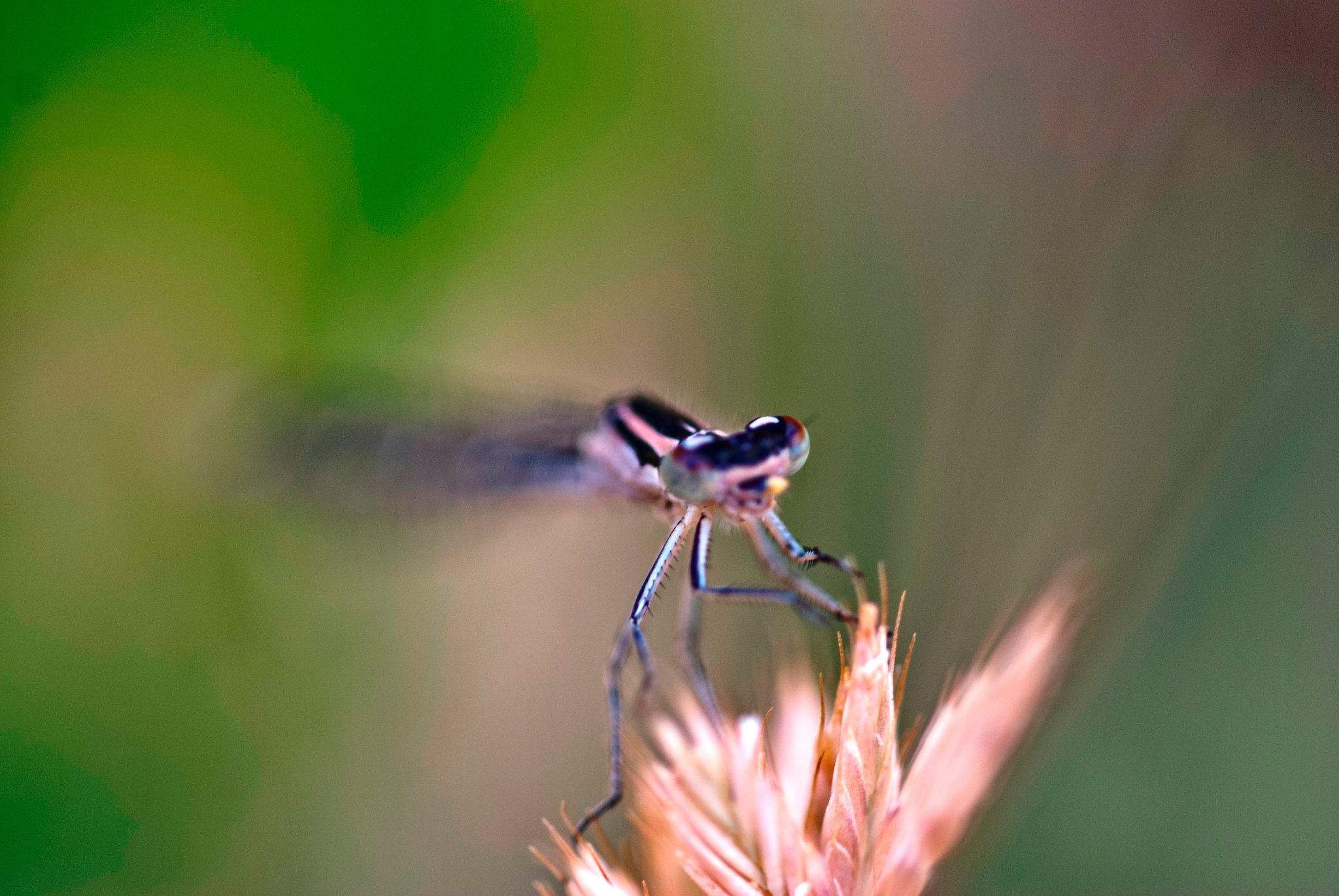 Damselfly Face on Grass Seed