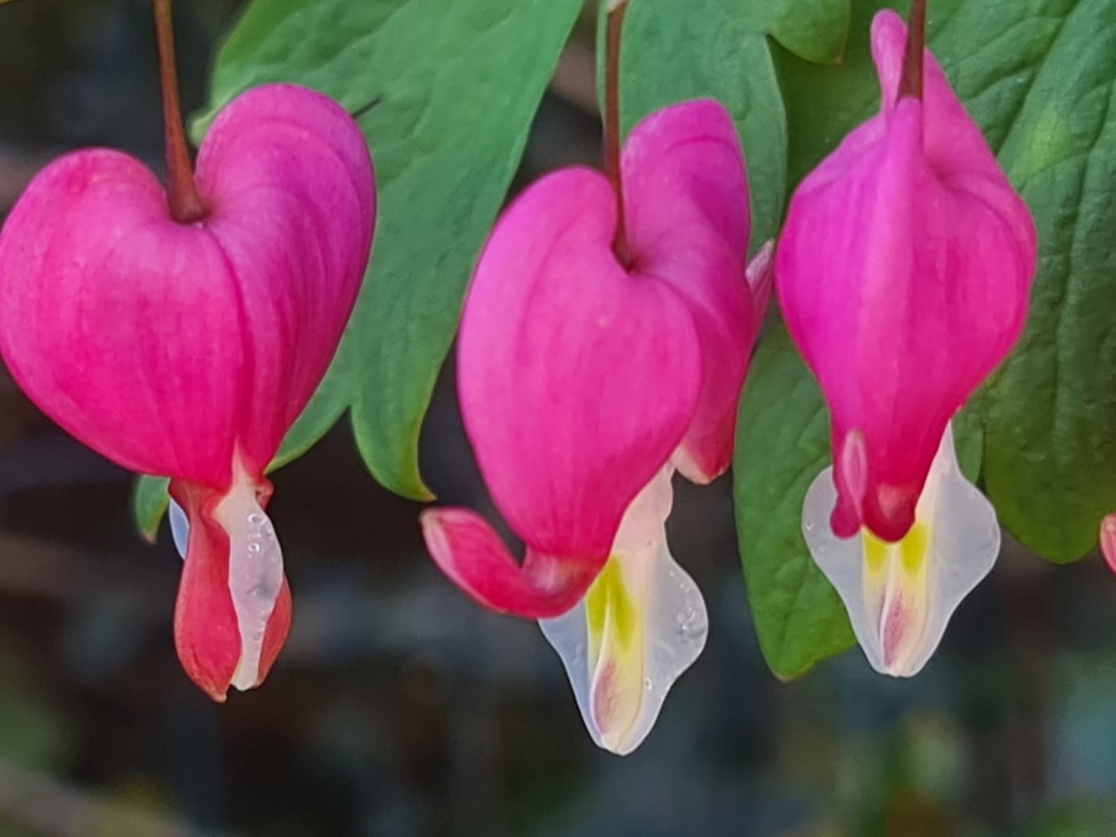 Bleeding heart flowers — Whitrid Creative Photography
