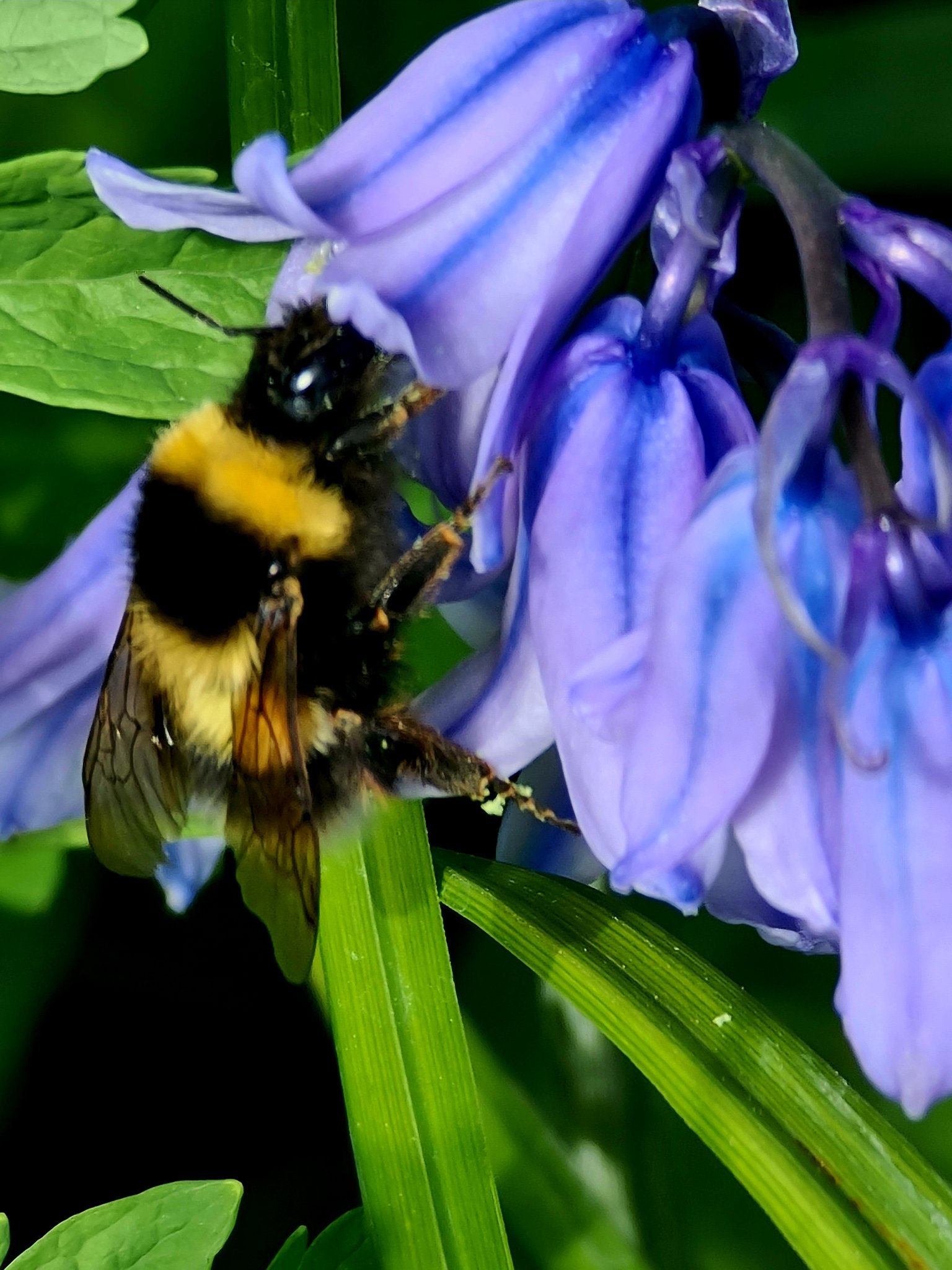 Bumblebee on Bluebell