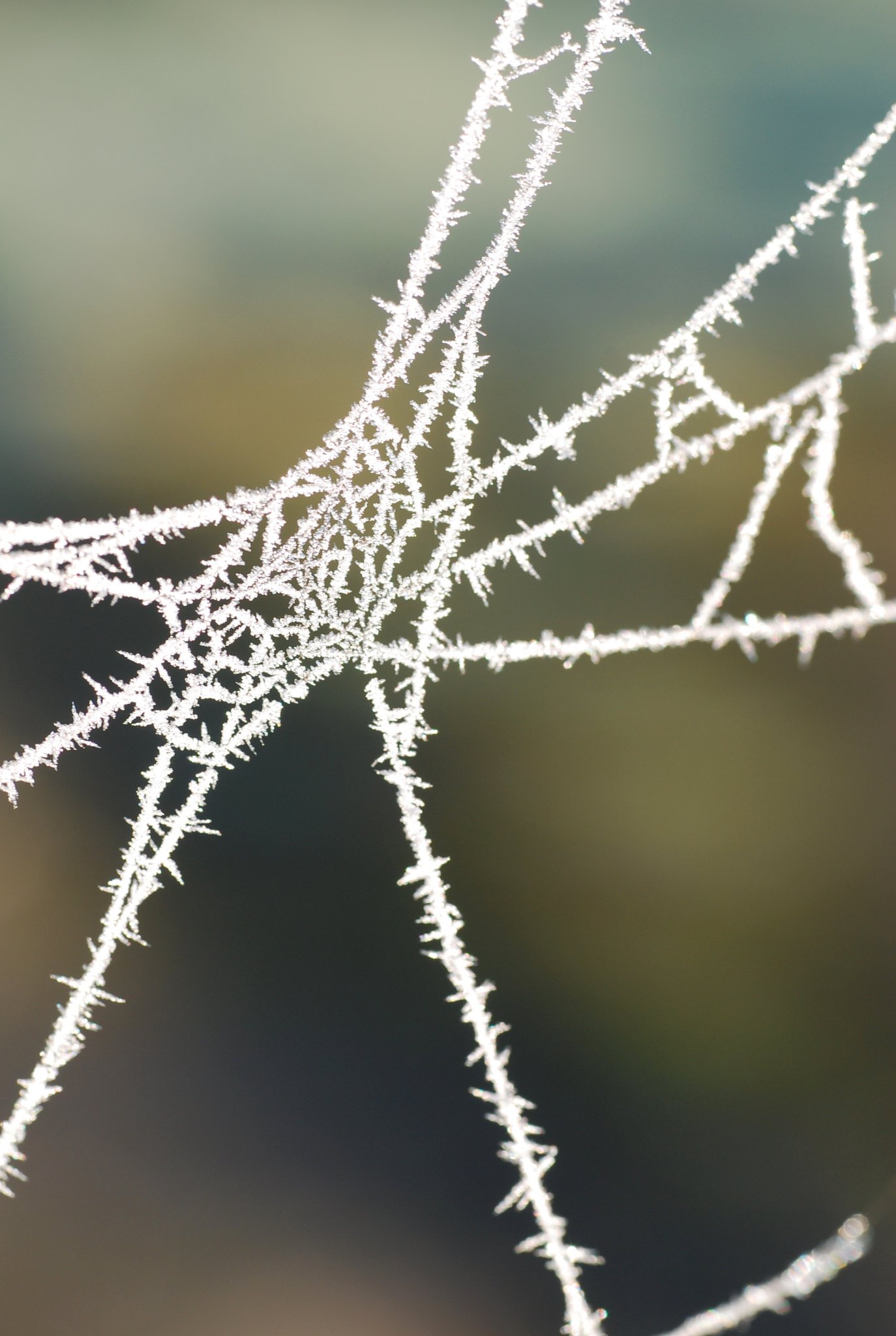 Frost Crystals