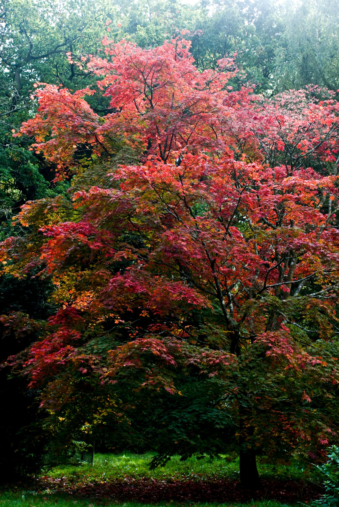 Burning Canopy
