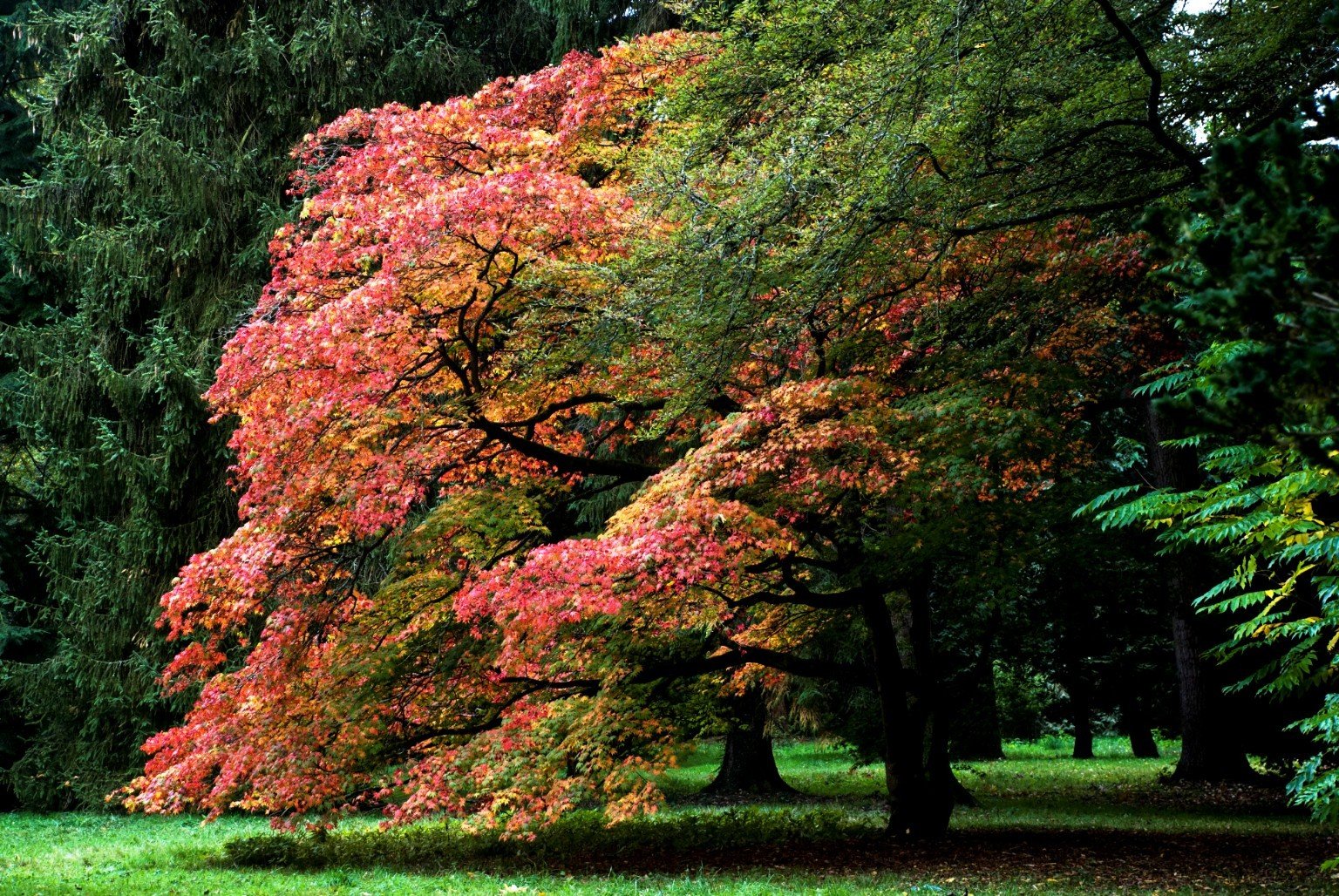 Canopy Glow