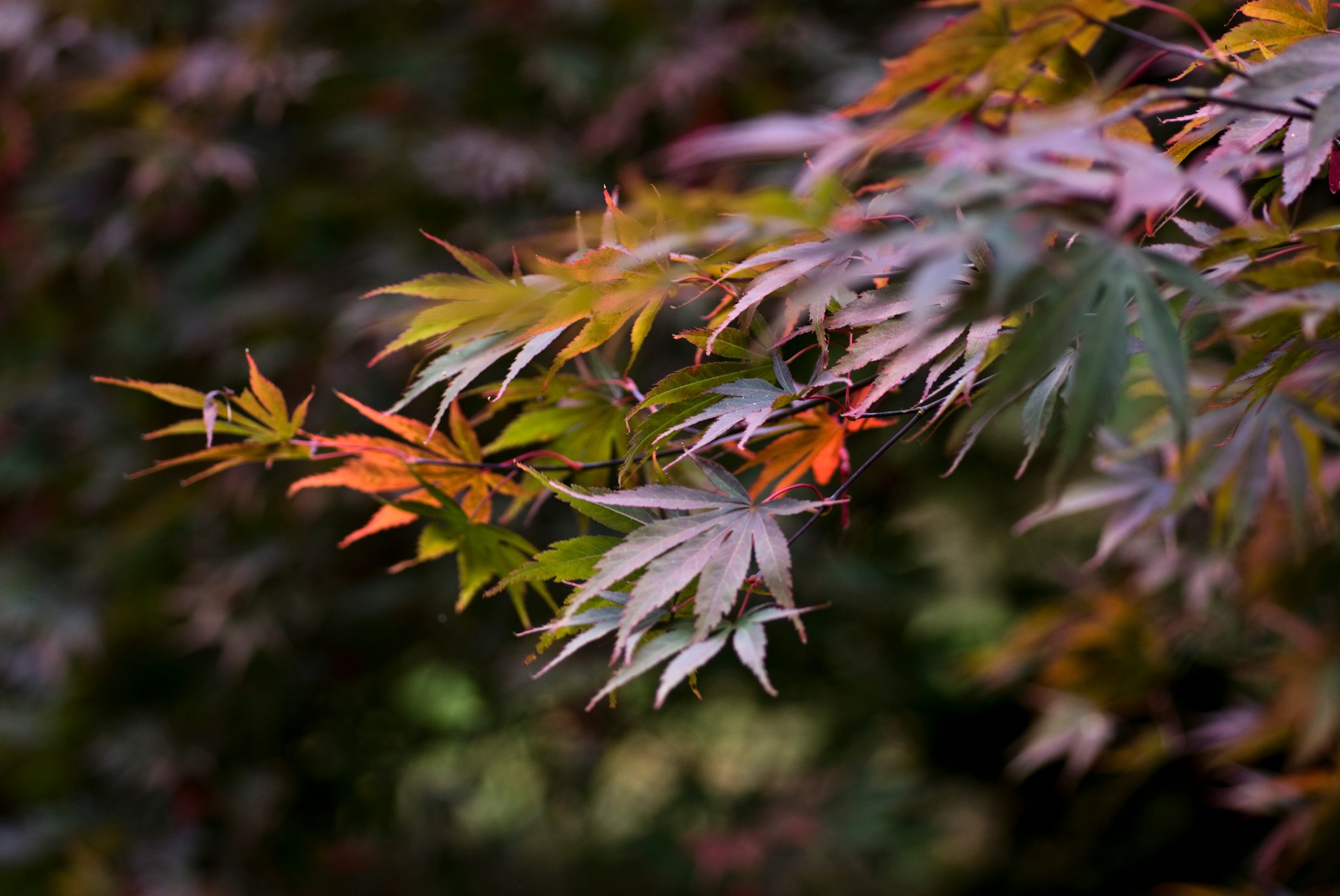 Changing Light