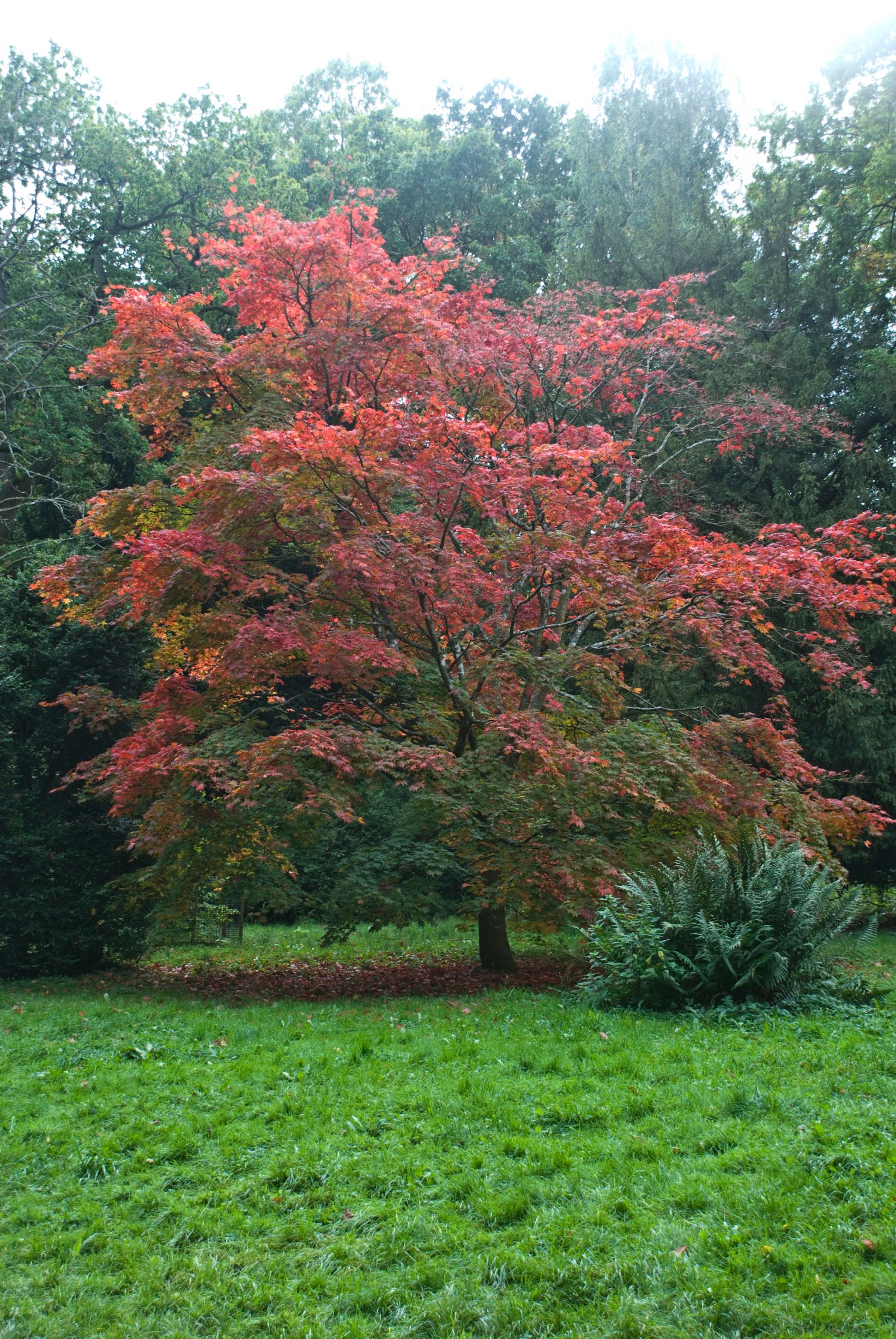 Red Maple Study
