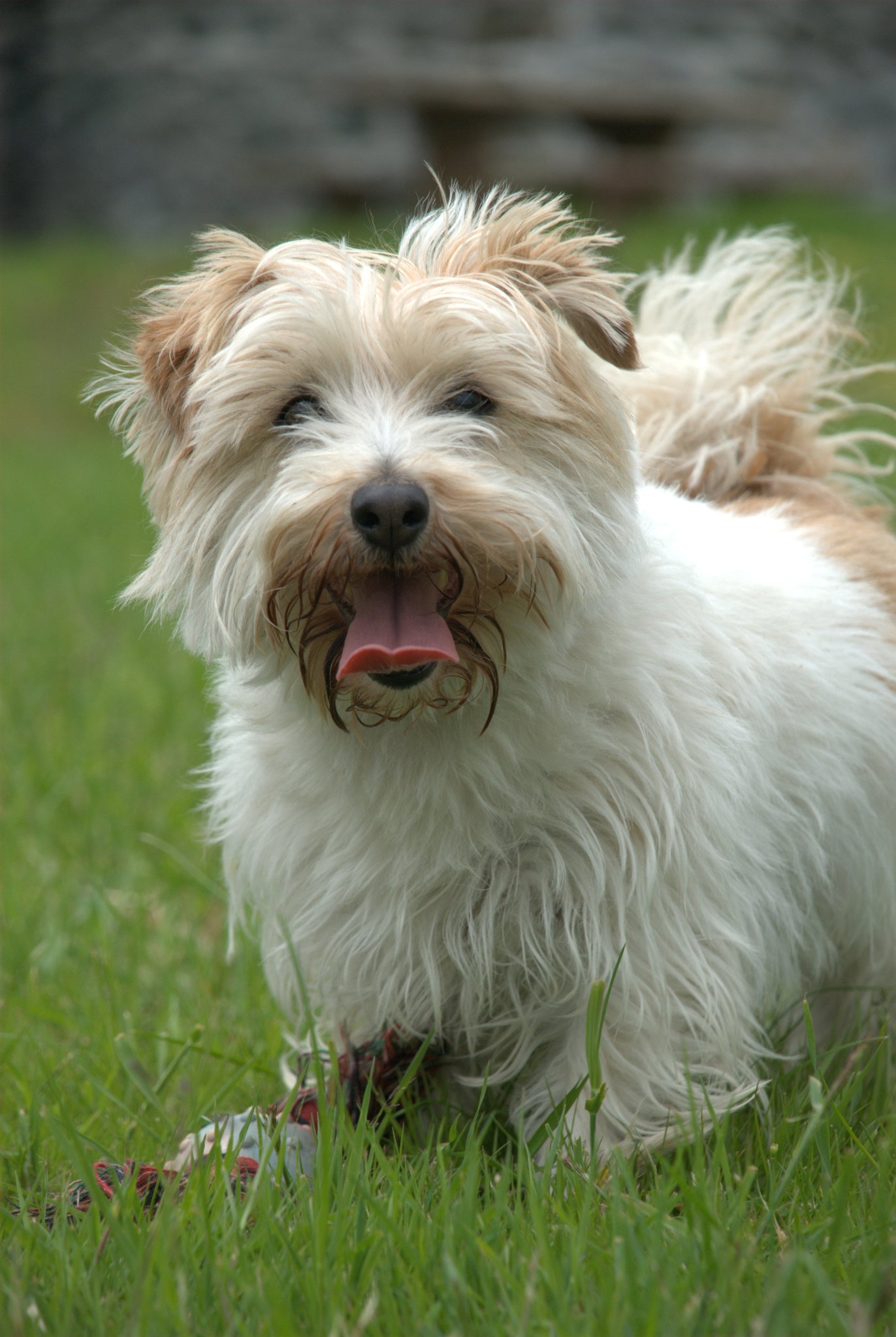 Fluffy Dog in Grass