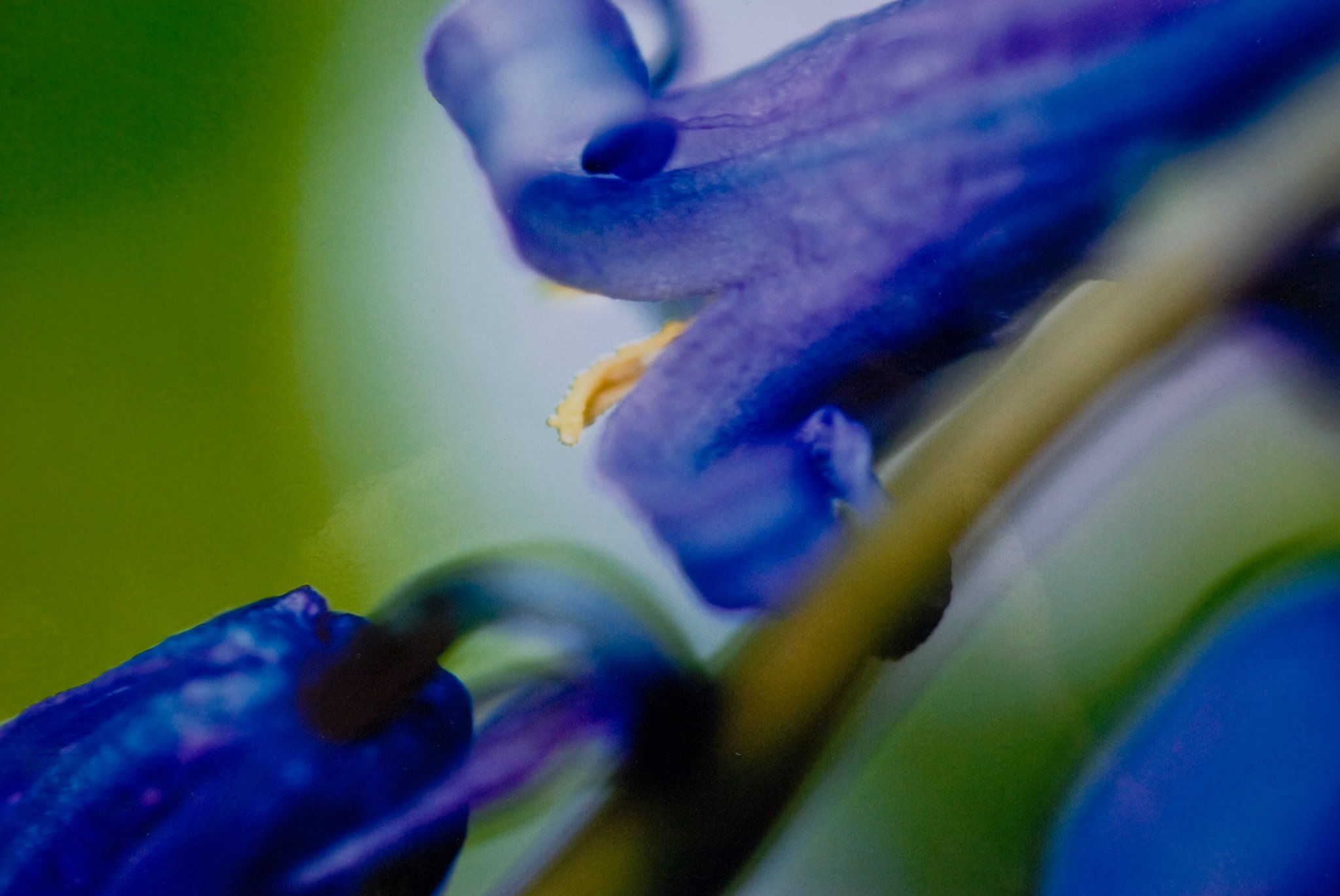 Blue Whisper
