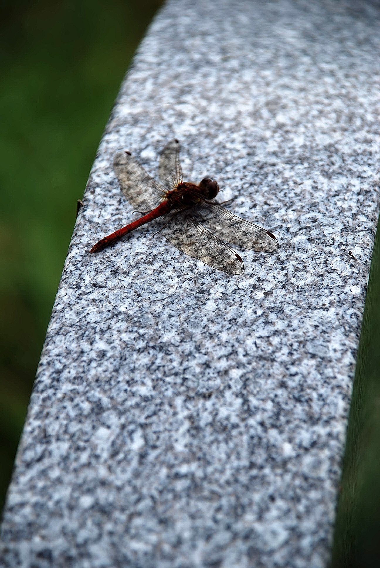 Dragonfly on Granite