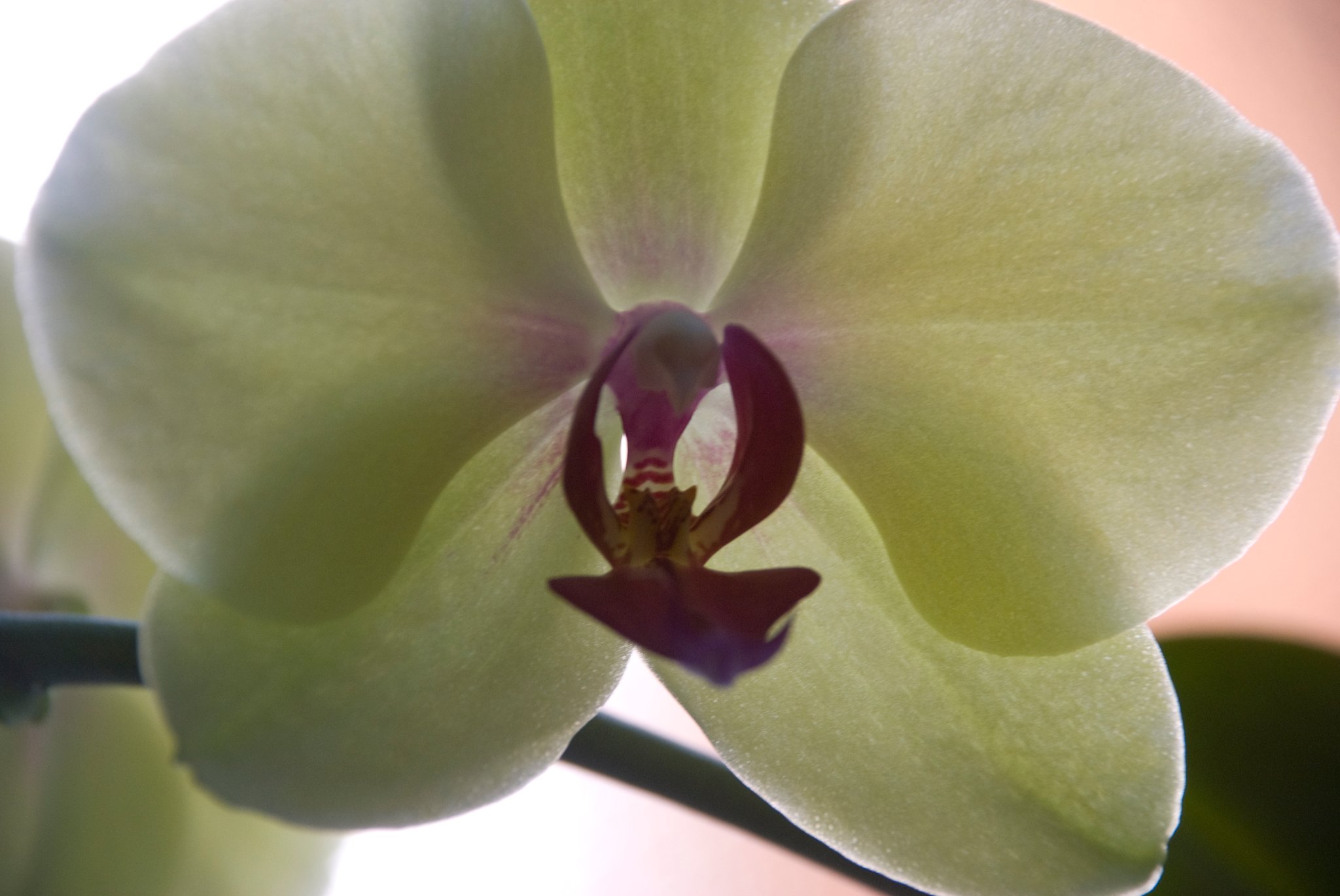 Silent Orchid