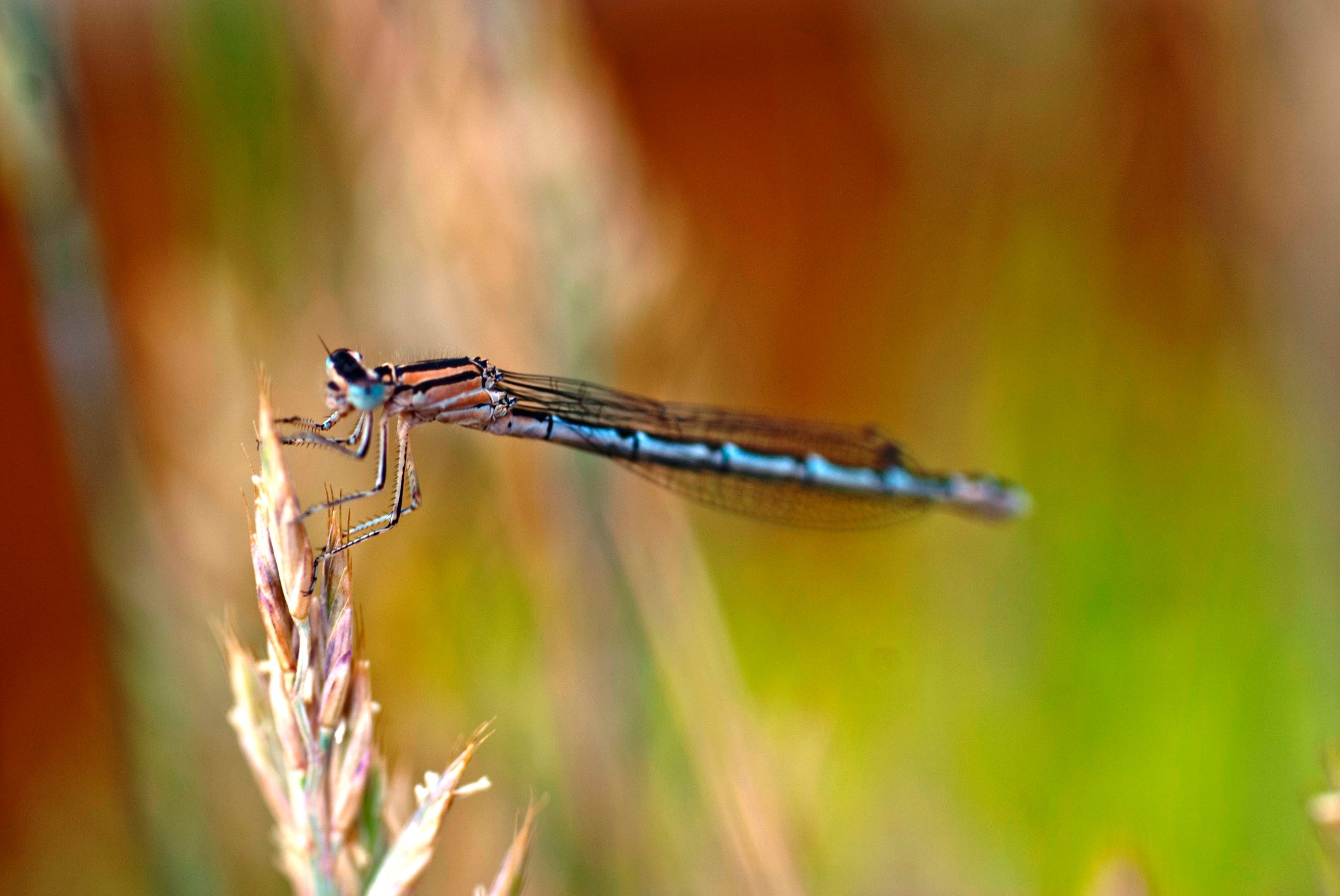 Amber Wings Damselfly