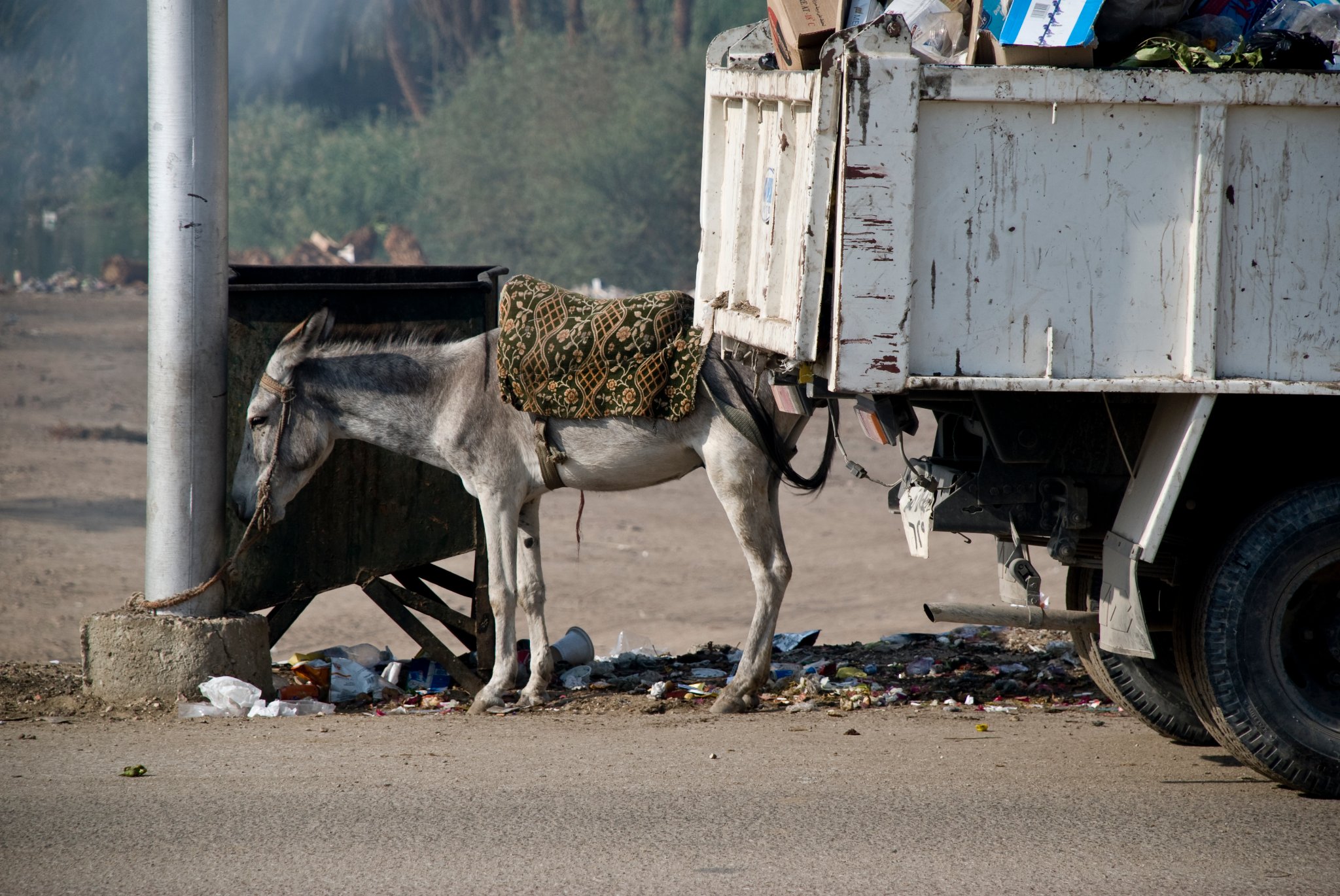 Donkey Street Scene