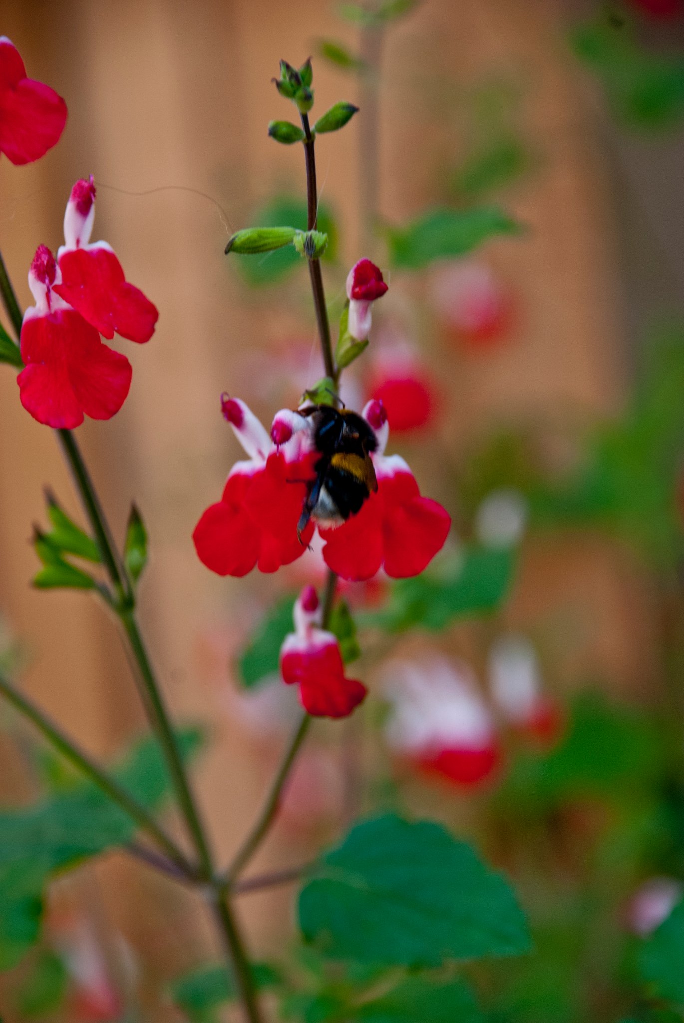 Bee Among Blossoms