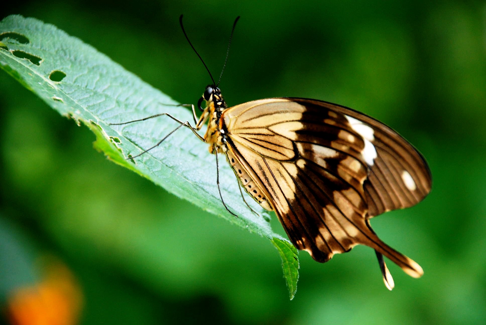 Butterfly Drift