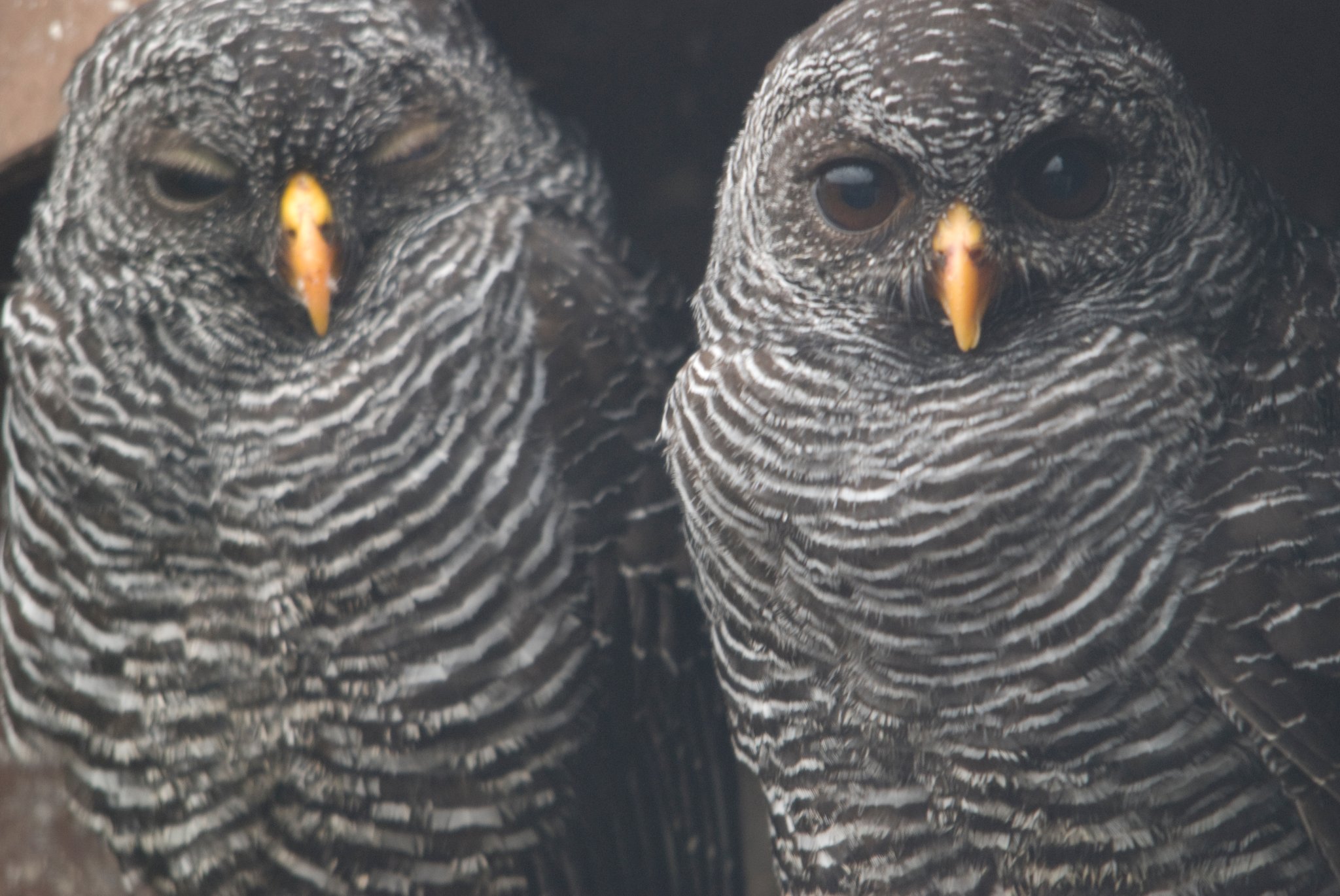 Pair of Barred Owls