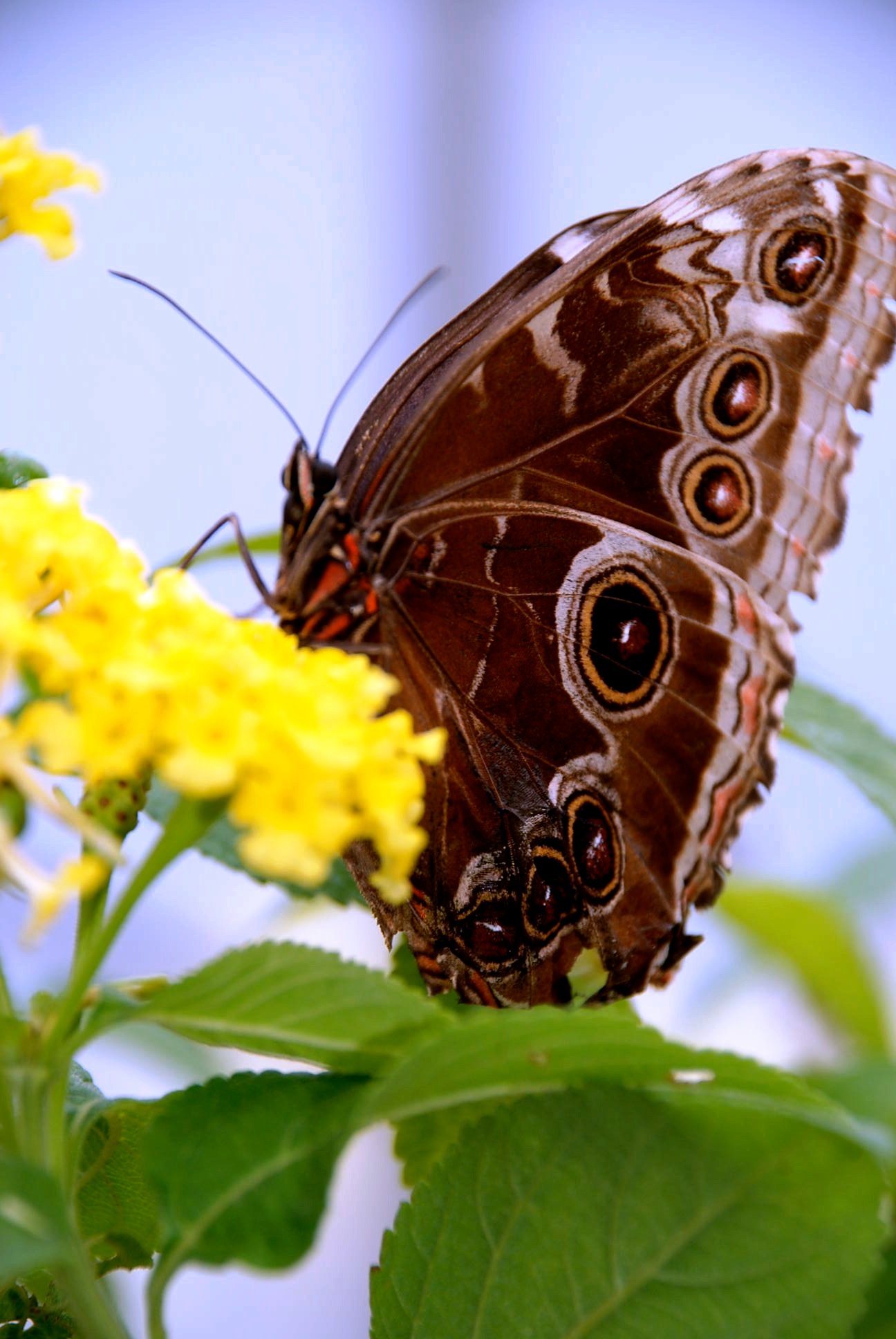 Butterfly Wings