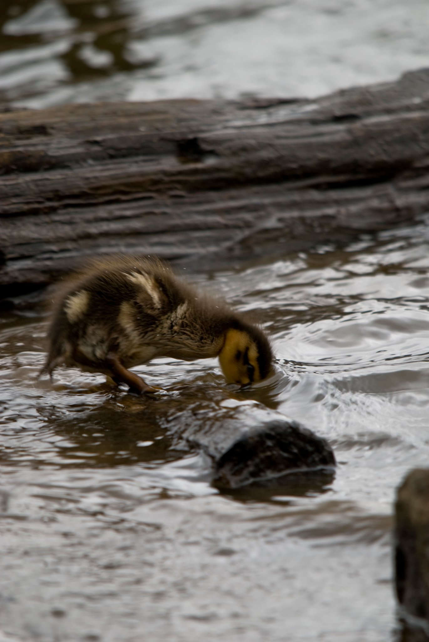 Duckling Dipping