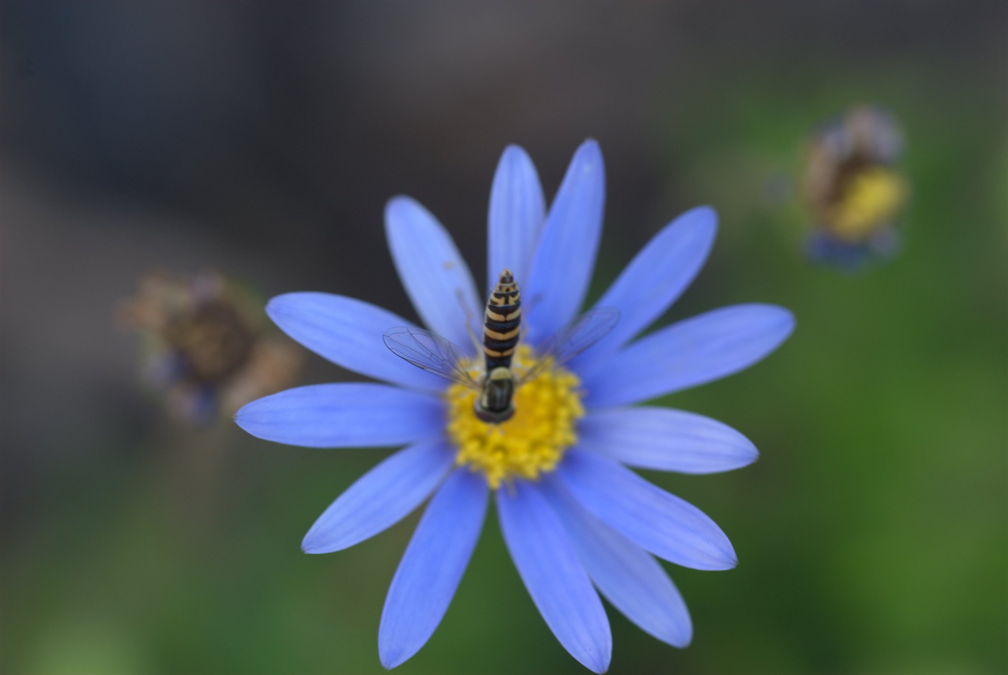 Entertaining Felicia Blue Marguerite